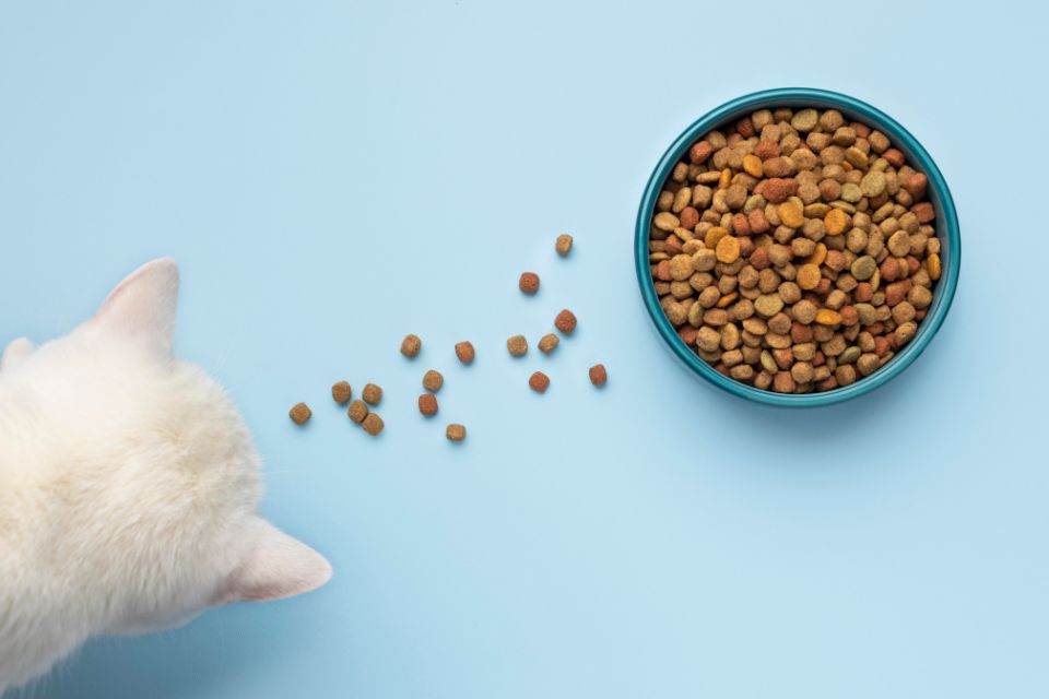 Gato branco visto de cima comendo grãos de ração em frente a azul pote cheio de comida para pets - Metrópoles