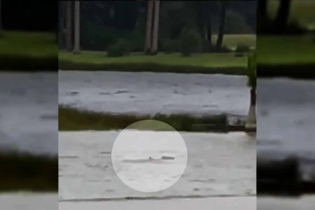 furacão Ian arrasta tubarão para o meio da rua na Flórida