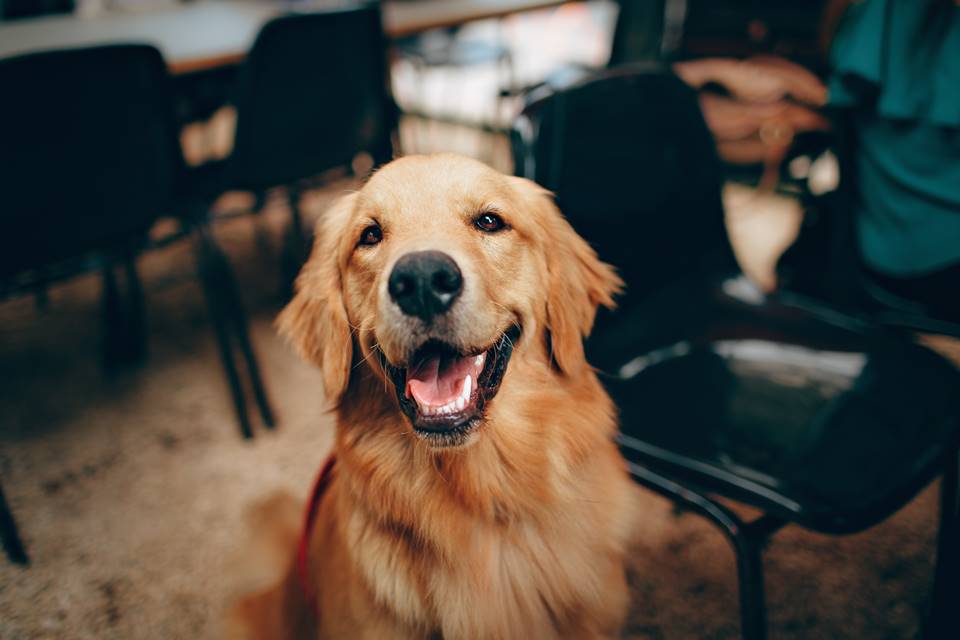 Foto colorida de um cachorro da raça golden retriever