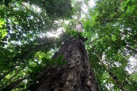 foto colorida tirada de baixo da maior árvore da amazônia - metrópoles