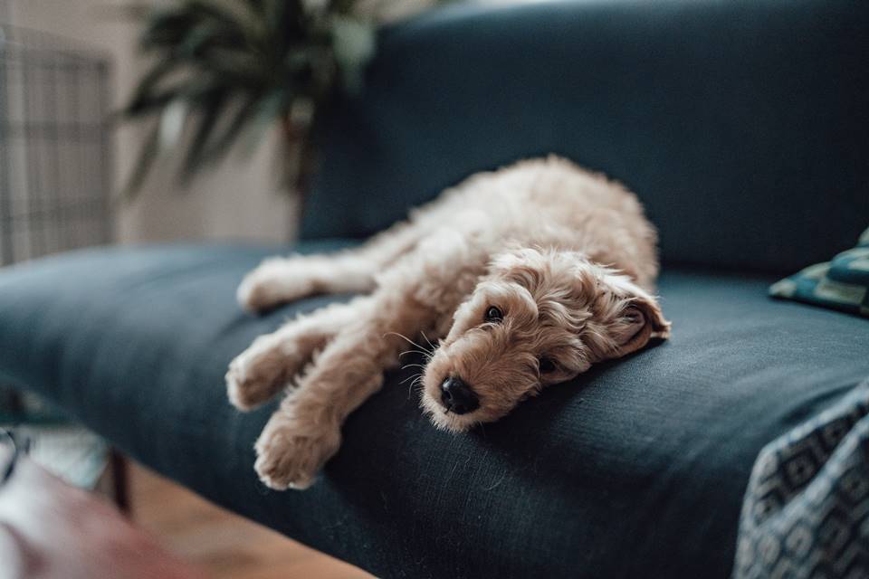 Cachorro peludo de médio porte deitado sob sofá azul escuro com cara de cansaço - Metrópoles