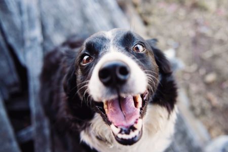 Cachorro, cão, focinho, olfato