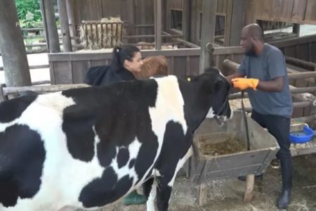 Bia Miranda, André e uma vaca em A Fazenda 14 - Metrópoles