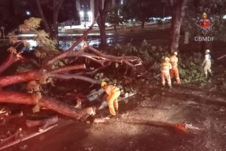 Árvore caída no meio da pista