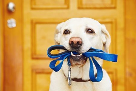 Cachorro com coleira na boca