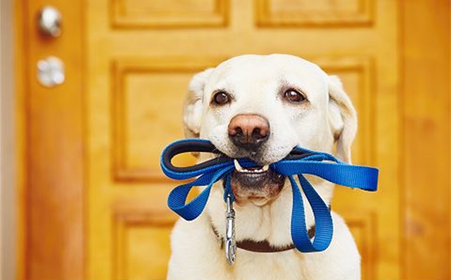 Cachorro com coleira na boca