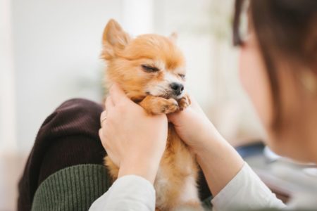 cachorro sendo acudido por humano