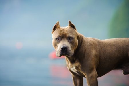 Pitbull marrom de grande porte encarando a câmera - Metrópoles