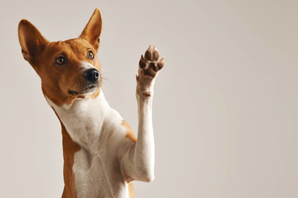 Foto colorida de cachorro pequeno com a pata levantada