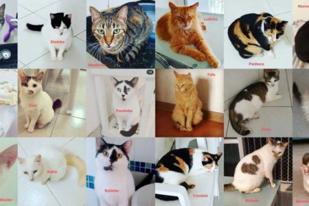 Colagem com os 19 gatos furtados em Alagoas - Metrópoles