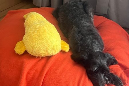 Foto colorida de uma cachorra preta ao lado de um ursinho de pelúcia amarelo