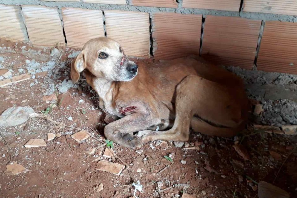Cão de cor caramelo deitado em terreno de barro. Foto colorida