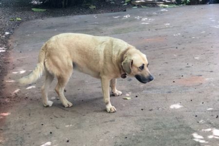 Cachorra se assusta com fogos e some no Lago Oeste