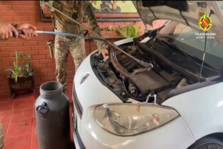 Foto de um carro branco com uma jibóia dentro