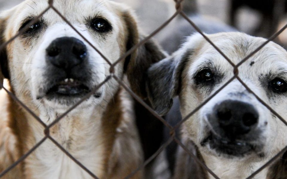 Fotografia de dois cachorros presos atrás de grades