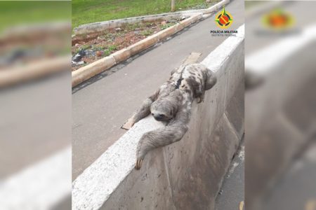 foto colorida. Bicho preguiça em cima de guarde reio