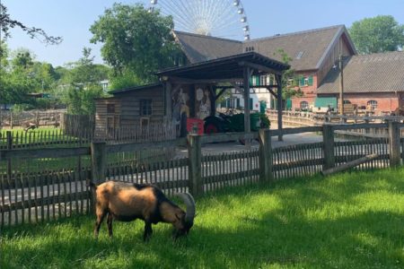 Imagem colorida mostra animal no Zoológico de Colônia, na Alemanha - Metrópoles