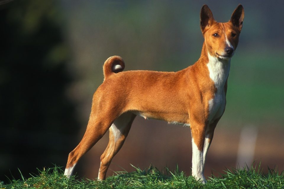 raça Basenji