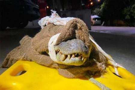 Foto colorida de um jacará amordaçado após atacar pescador - Metrópoles