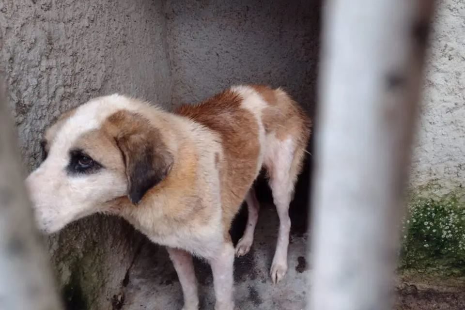 Foto colorida de um cachorro branco com manchas marrons em situação de maus-tratos em uma casa com 300 cães no Paraná- Metrópoles