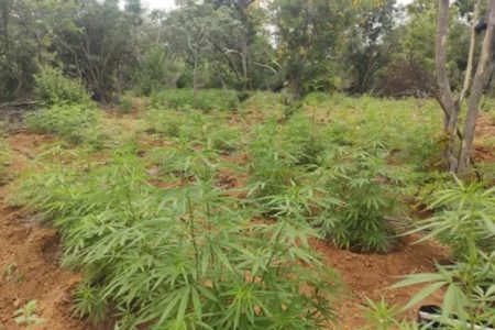 Foto colorida de pés de maconha encontrados na Bahia pela Polícia Militar - Metrópoles