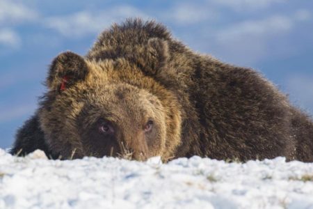 urso pardo brincando na neve - Metrópoles