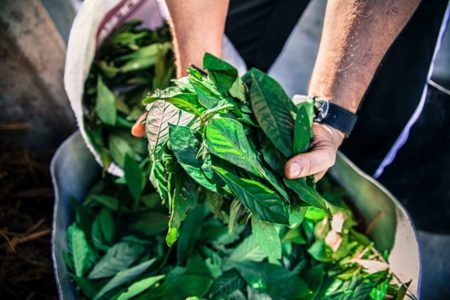 Imagem colorida: homem segura folhas de chá de Ayahuasca - Metrópoles