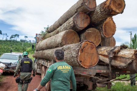 Foto colorida de agentes do Ibama durante apreensão de madeira - Metrópoles