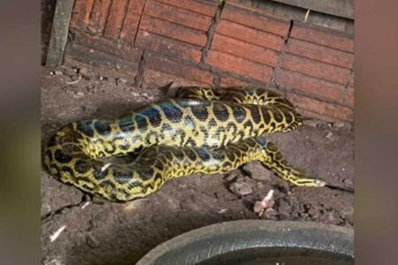 Foto colorida de uma sucuri encontrada em um galinheiro no Mato Grosso do Sul - Metrópoles