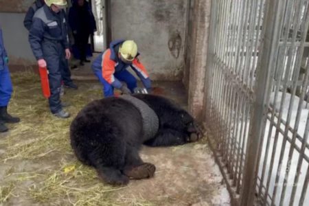 Equipe de socorristas resgatam urso preso em pneu na Rússia - Metrópoles