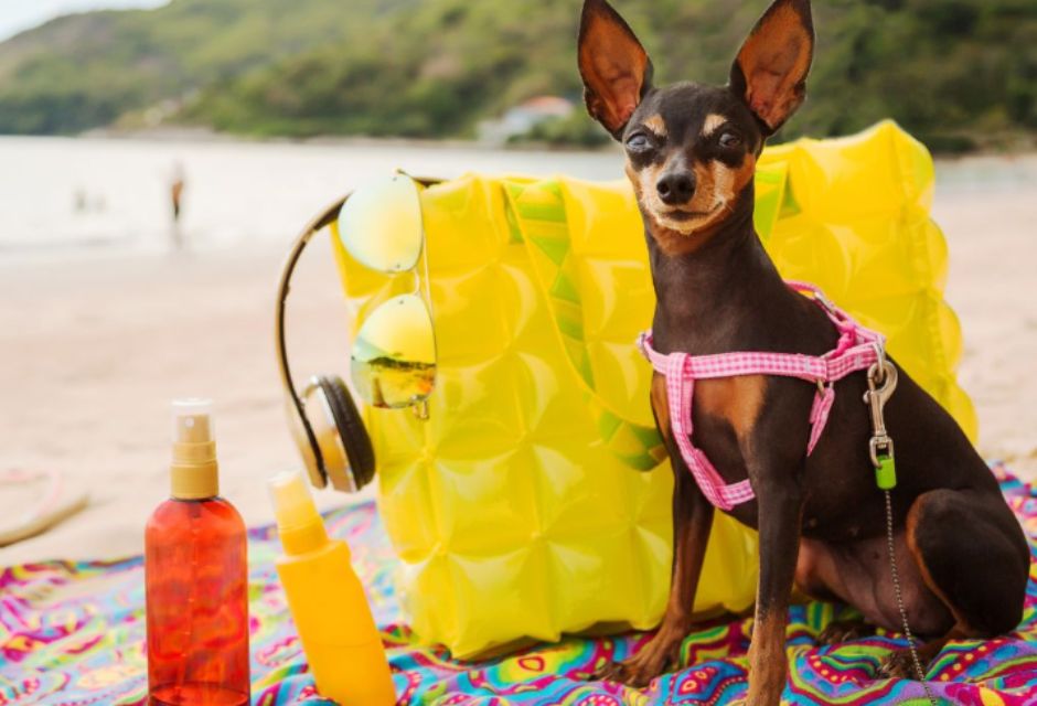 cachorro no verão