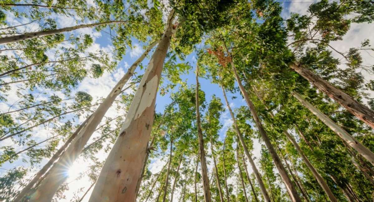 Fotografia colorida mostrando árvores de baixo para cima e o céu no centro-Metrópoles