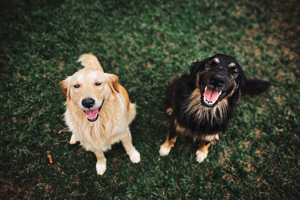 Na foto, dois cachorros de cores diferentes - Metrópoles