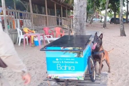 Cão encontrou drogas em carrinho