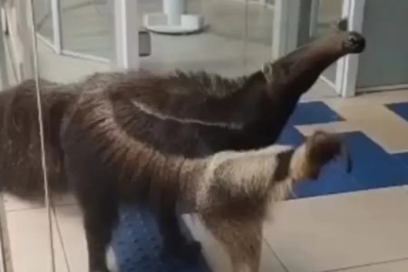 goias tamandua banco