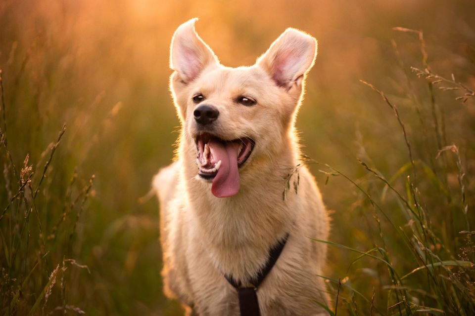 Cachorro correndo Feliz pelo campo