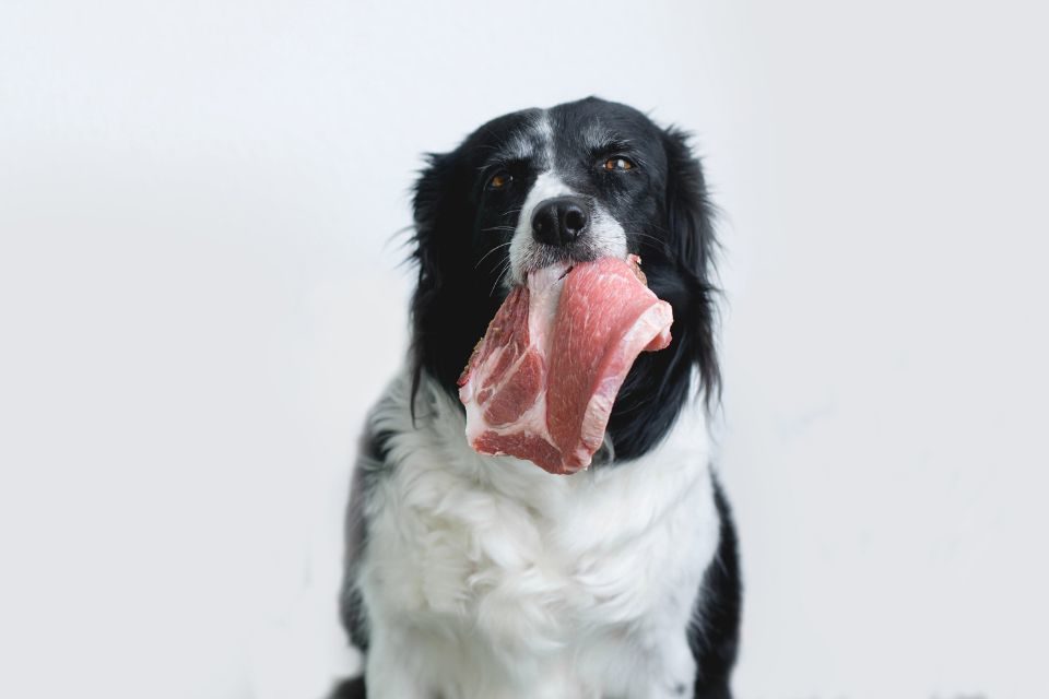 Cachorro comendo carne