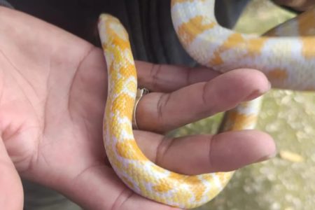 goias cobra exotica feira