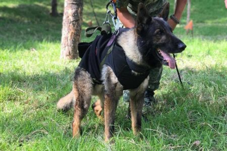 Foto colorida do cachorro Proteo enviado pelo governo mexicano para ajudar nas buscas na Turquia - Metrópoles