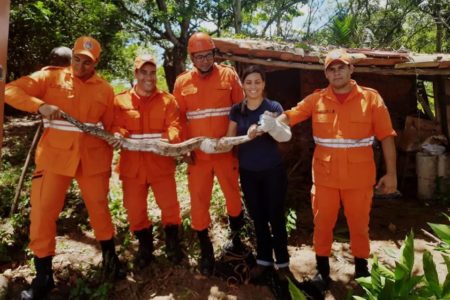 Imagem mostra os bombeiros que atuaram no resgate segurando uma cobra da espécie jiboia - Metrópoles