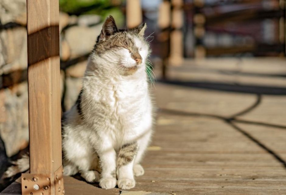 Gato tomando banho de sol