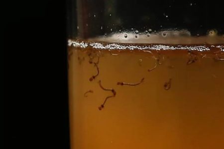 Larva da dengue - Metrópoles