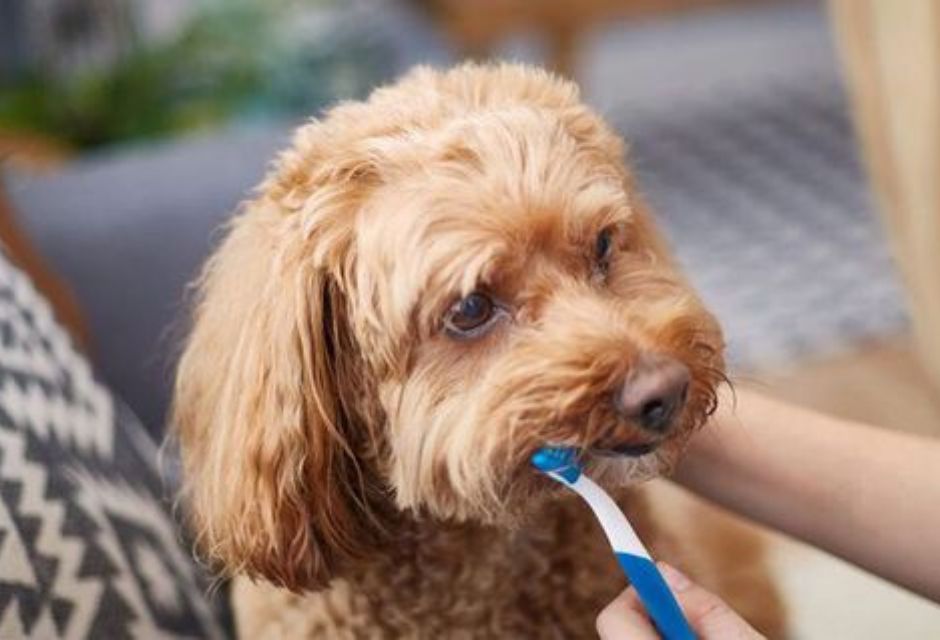 Cachorro escovando os dentes