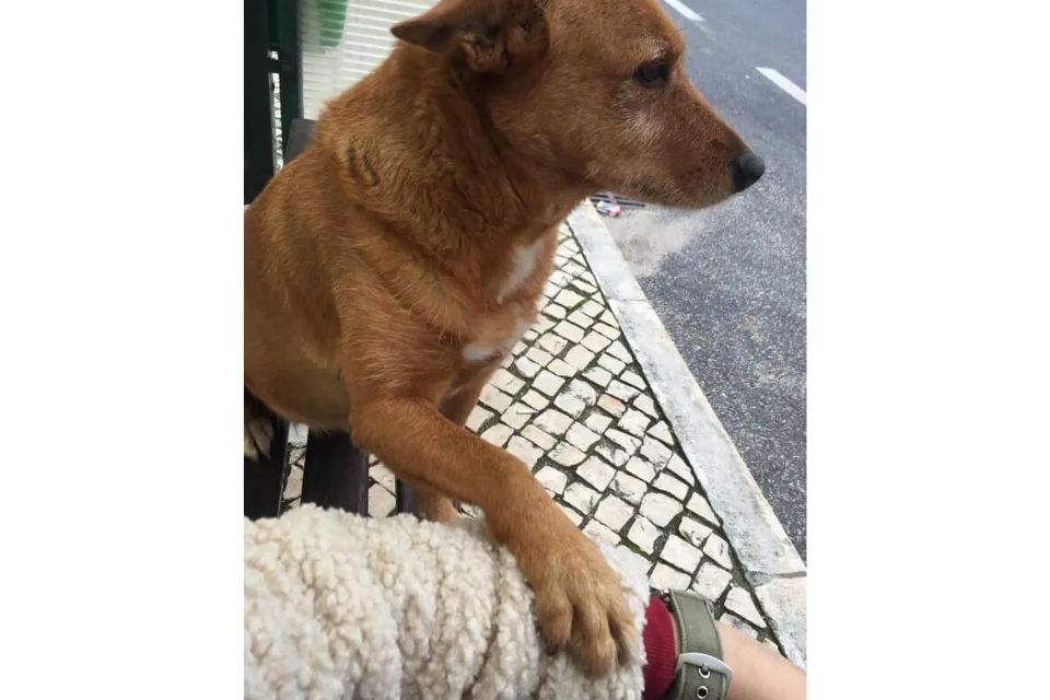Cachorro pedindo carinho