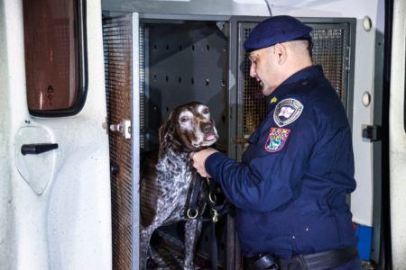 Os cães farejadores têm experiência em situações que precisam localizar vítimas