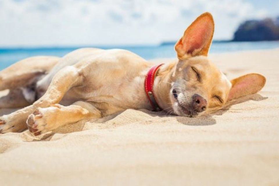 cachorro na areia e no sol