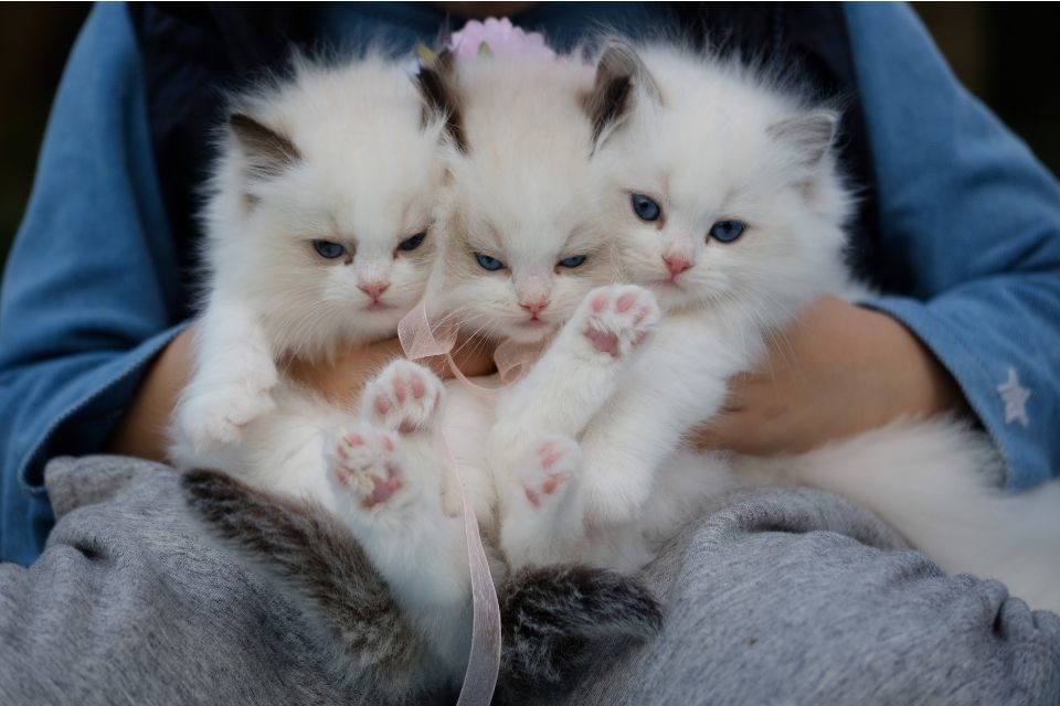 Gatos brancos de olhos azuis