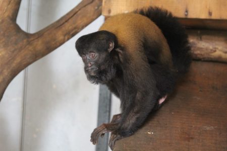 Macaca ao lado de galho