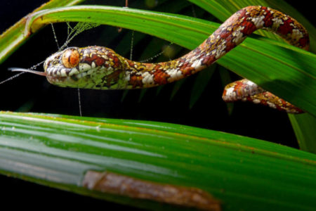 cobra com olhos alaranjados