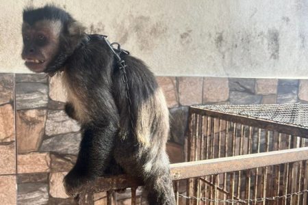 Imagem colorida: macaco mantido em cativeiro com corrente no pescoço - Metrópoles